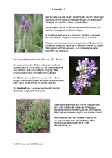 Lavendel-1.pdf